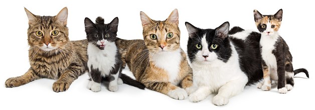 portada seccion gatos