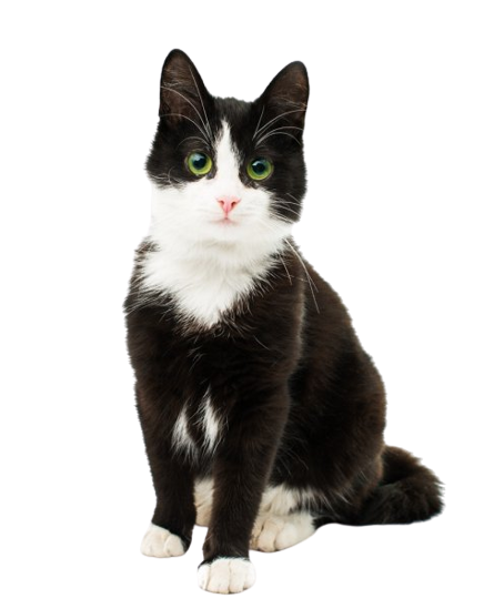 icono categoria gato