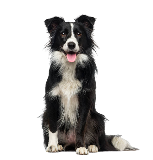 icono categoria perro