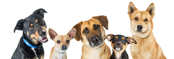 portada seccion perros