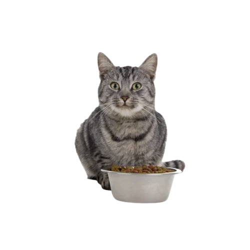 icono portada de alimentos y snacks gatos