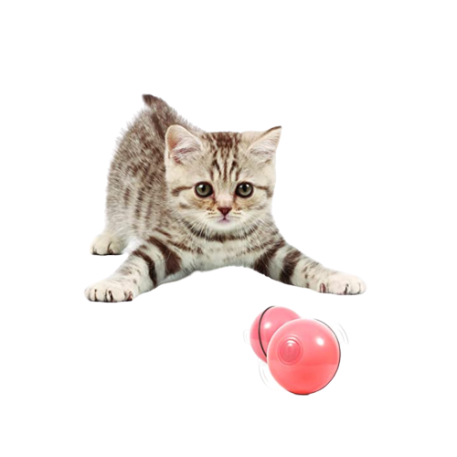 icono portada de juguetes y accesorios gatos